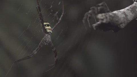 Portia Spider jumping to attack St Andrew's Cross Spider in slow motion