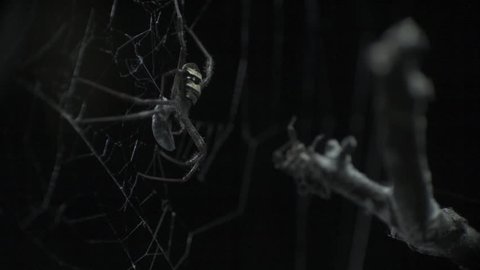 St Andrew's Cross Spider protecting its prey from Portia Spider in slow motion