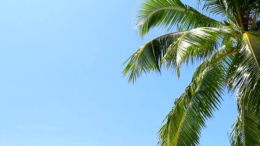Tropical Paradise at Maldives with palm and blue sky 