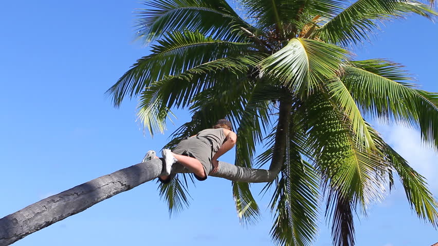 Man is climbing on a palm tree 