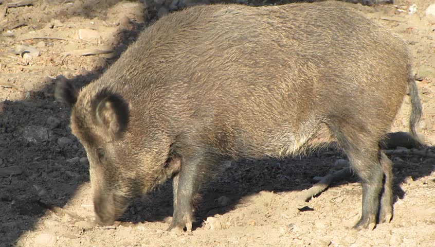 Wild-boar feeding