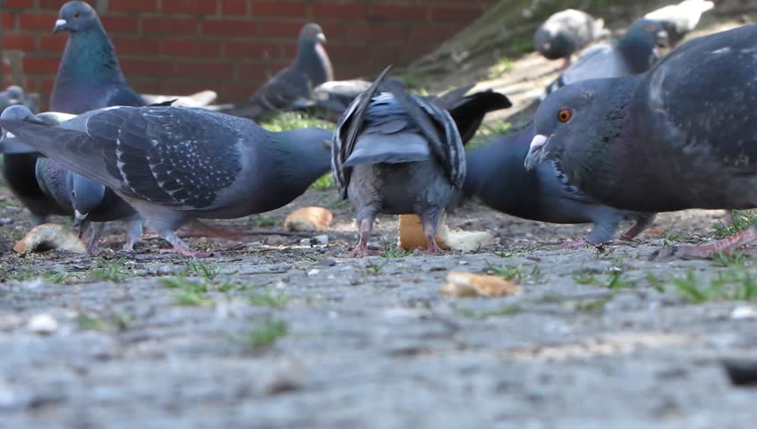 Pigeons deeding bread
