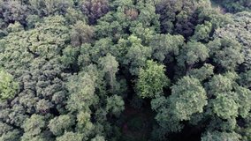 Aerial view of green forest treetops from above in air plane flight