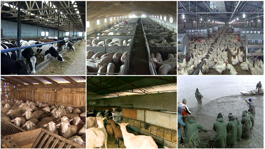 835 Goat Fish Stock Video Footage - 4K and HD Video Clips | Shutterstock 835 Goat Fish Stock Video Footage - 4K and HD Video Clips | Shutterstock