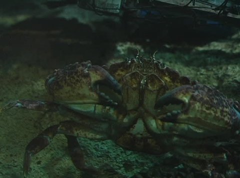 A big Crab wants to fight, NTSC