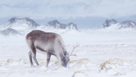 Wild reindeer in snow blizzard - it is a tough time for wild animals in the Arctic.