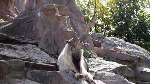 A markhor male, lying on rocky background. Majestic mountain goat, amazing animal alpinist with awful screw horns in splendid solitude. Wild beauty of the great buck in the HD footage.
