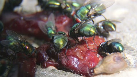 Greenbottle flies feeding on some rotten meat outdoors