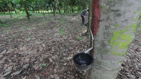 Farmer is tapping latex from a rubber tree