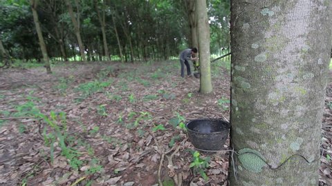 Farmer is tapping latex from a rubber tree