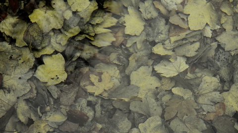 Autumn leaves in water autumn footage