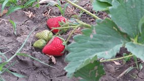 Macro video woman picking strawberries in the garden HD footage video, organic farming 