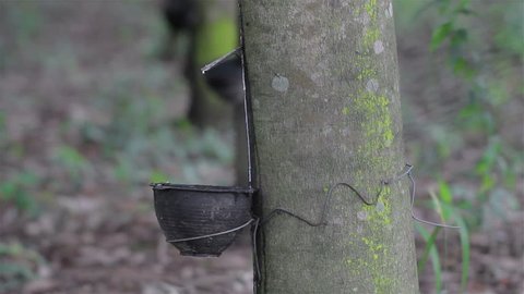 Tapping latex from a rubber tree 