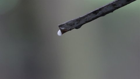 Tapping latex from a rubber tree 
