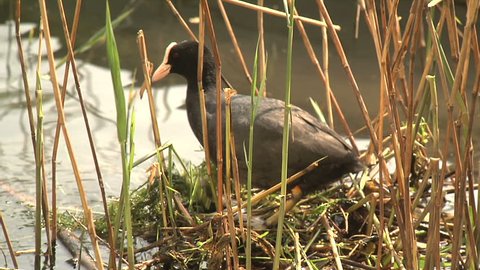 Eurasian coot (Fulica atra), also known as the common coot, making its nest on water. Wild bird, animal nesting