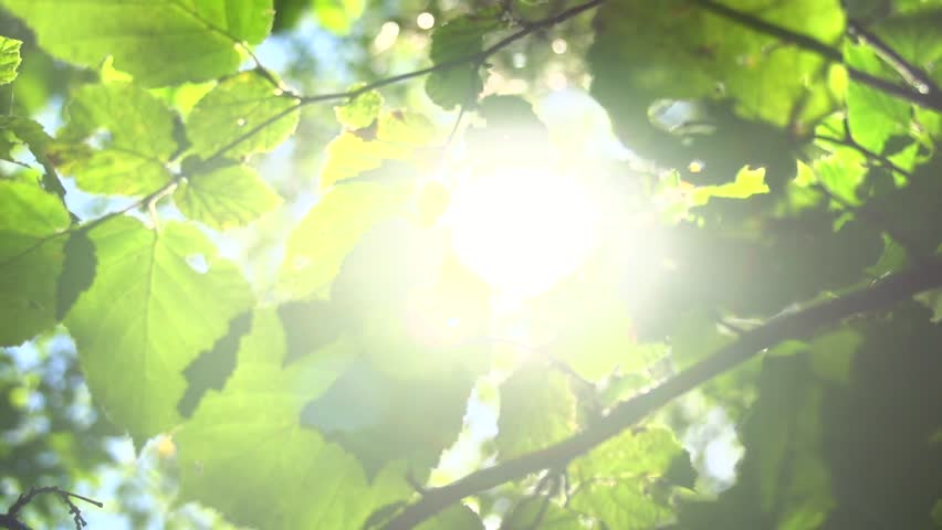 The sun through the trees. Солнце сквозь деревья клен. Sun through leaves. Sunlight spots and Trees blurred.