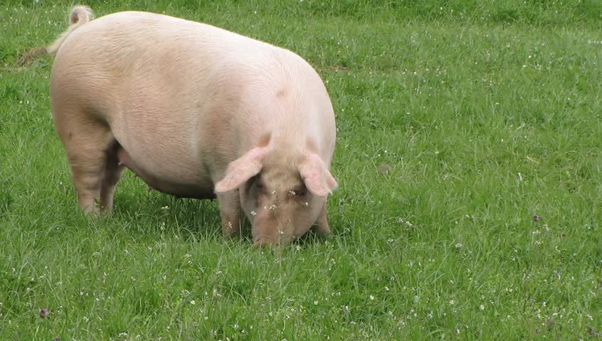 Pig feeding grass