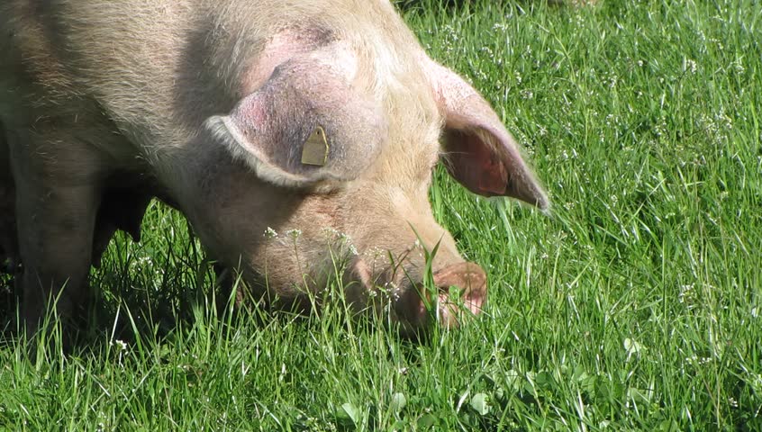 Pig feeding grass