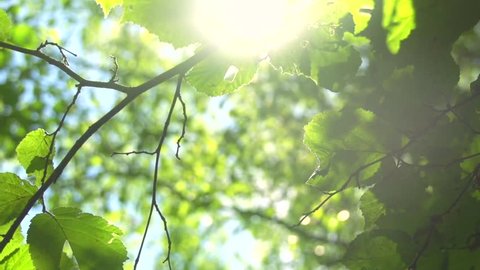Nature background. Beautiful Sun shine through the blowing on wind tree green leaves. Blurred abstract bokeh with sun flare. Sunlight. Sunflare. Slow motion 240 fps. High Speed camera shot 1080p
