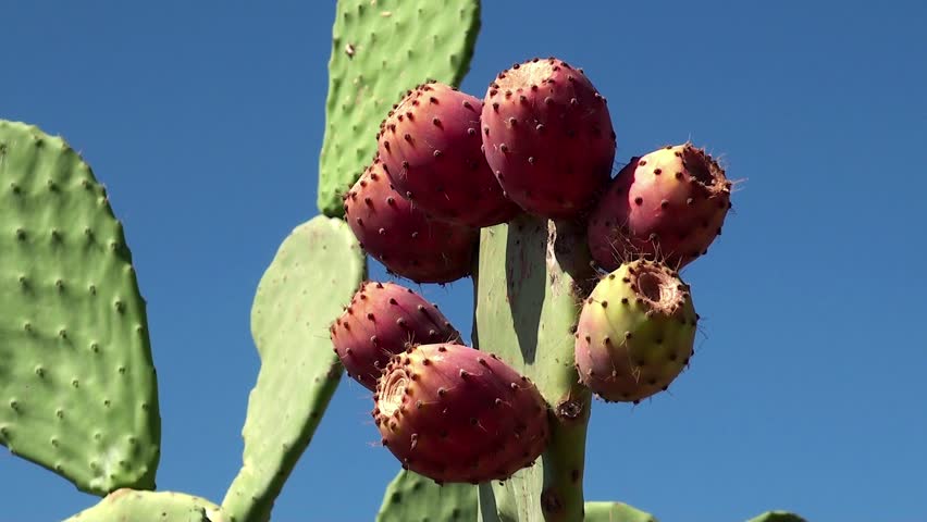 Ripe fruits (Tuna) at the Opuntia ficus-indica (Indian fig opuntia).
