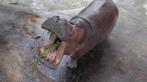 The hippopotamus is a mammal that feeds on plants. The savage is very strong.