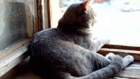 A cat sits on a windowsill in the colors on the background of the window. Striped, gray cat with yellow eyes sitting on the window