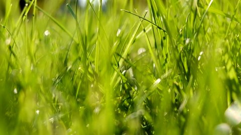 new fresh green garden grass flapping: стоковое видео (без лицензионных пла...