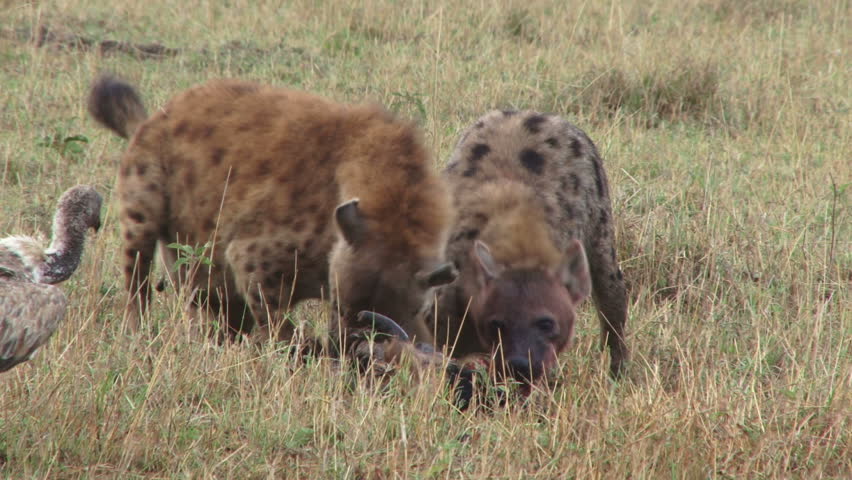 vulture joins hyenas they eat wildebeest Stock Footage Video (100%