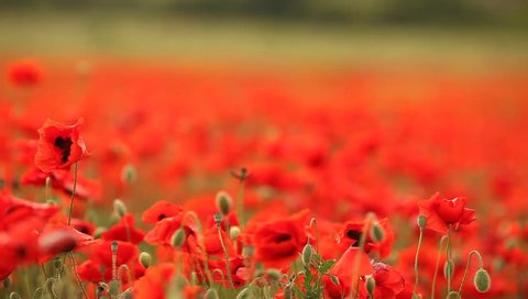 Huge field of blossoming poppies. Poppy field.Field of blossoming poppies. Blossoming poppies.close up of moving poppies.Field in Farmland, Countryside, Rural, Rustic Summer Landscape, Background