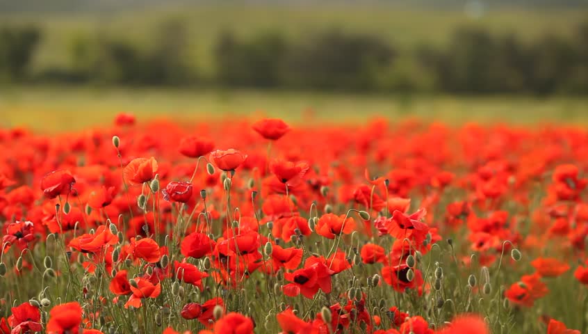 Huge Field Of Blossoming Poppies Stock Footage Video 100 Royalty Free Shutterstock