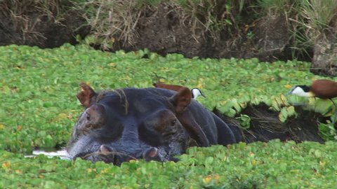 African jacana on the head of a hippopotamus.
