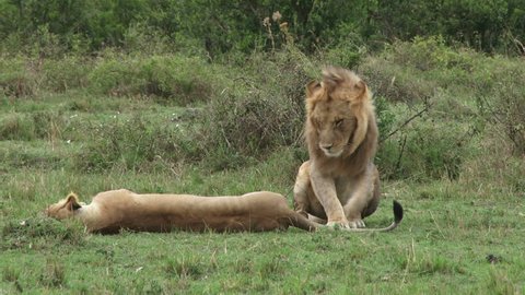 A close up of lions mating.
