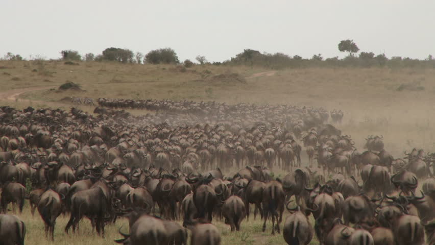A big group of wildebeests migrating using the road.
