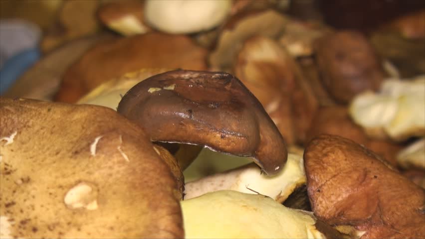 Zoom out of baskets of fresh pick wild mushrooms.