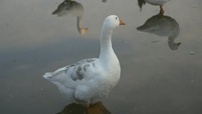 Slow motion goose group in pond FullHD 1920X1080 footage - Goose in pond relaxing 1080p HD video