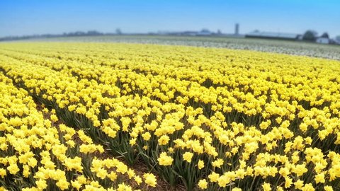 Aerial view of yellow daffodils field at spring time. Flowers background. Full HD, 1080p