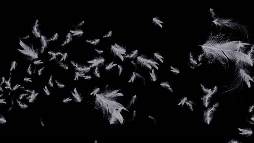 White Feathers Spurt - 5 Stock Footage Video (100% Royalty-free