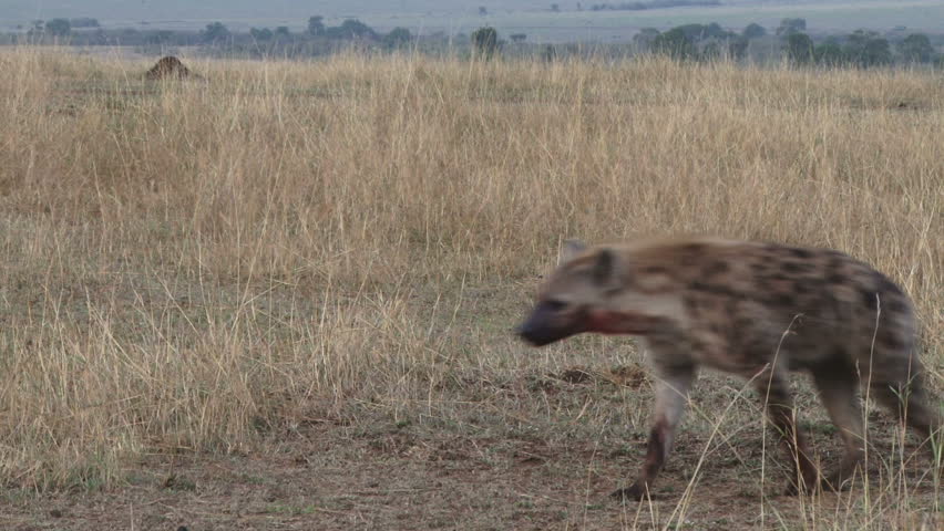 hyena eating wildebeest alive Stock Footage Video (100% Royalty-free