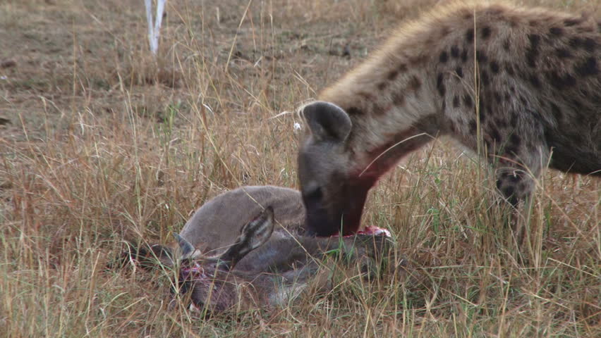 Hyena Eating Wildebeest While Alive Stock Footage Video (100% Royalty