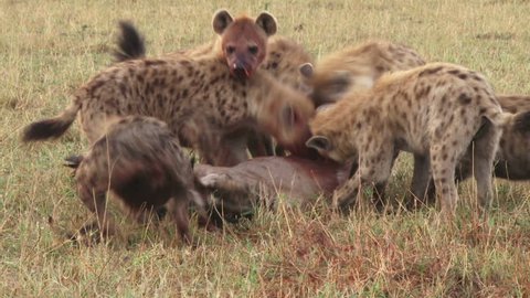 Cries of a wildebeest as it is eaten by hyenas.
