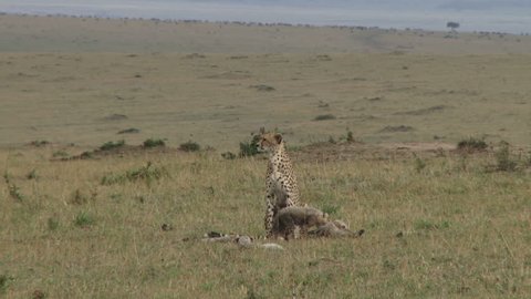 Cheetah mother watching as the cubs play.
