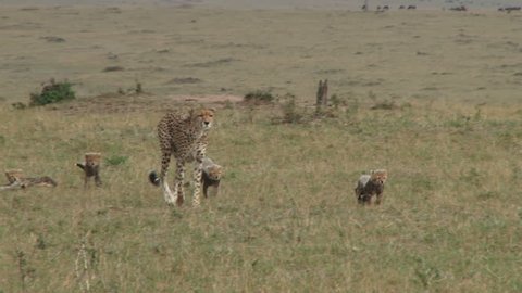 cheetah mother walks with her cubs.
