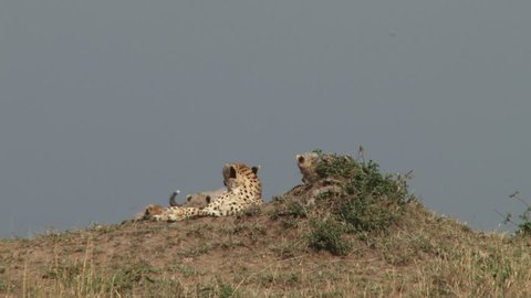 Cheetah mother licking her cubs.
