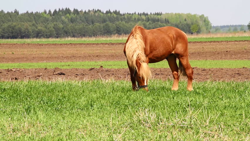 horse on green meadow