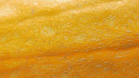 Pumpkin fresh close-up texture 4K 2160p UHD footage - Pumpkin autumn product 4K 3840X2160 video