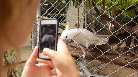 Young Woman Is Photographing Beautiful White Cockatoo, Sulphur-Crested Cockatoo (Cacatua galerita) by Her Cellphone in the Zoo. Koh Samui. Thailand. Crocodile Farm. Slow Motion. HD, 1920x1080.