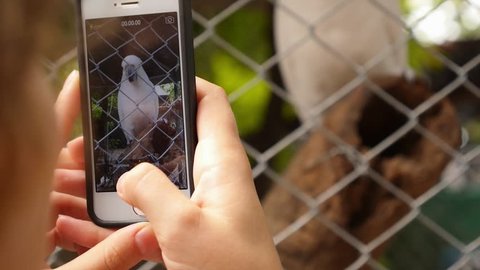 Girl Taking Picture of Sulphur-crested Cockatoo, Cacatua galerita by her cellphone in the Zoo. Thailand. Slow motion. HD, 1920x1080.