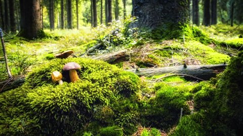 Autumn forest with growing mushrooms. Slider shot, full HD, 1080p