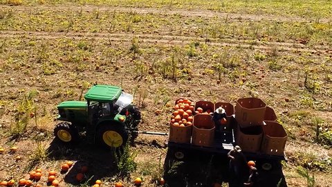Aerial view of a pumpkin field where workers are harvesting the pumpkins to bring them to market in slowed motion. Stock Video