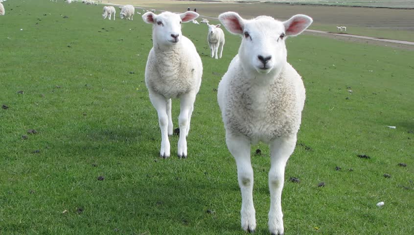 White lambs on green grass